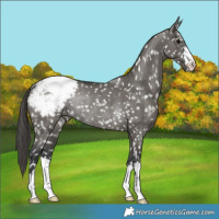 Horse Color:Grullo Snowflake VarnishRabicano 