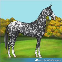 Horse Color:Black Appaloosa 