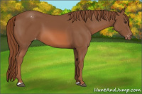 Horse Color:Chestnut Appaloosa 