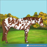 Horse Color:Chestnut Appaloosa