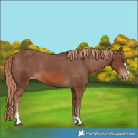 Horse Color:Chestnut Appaloosa 