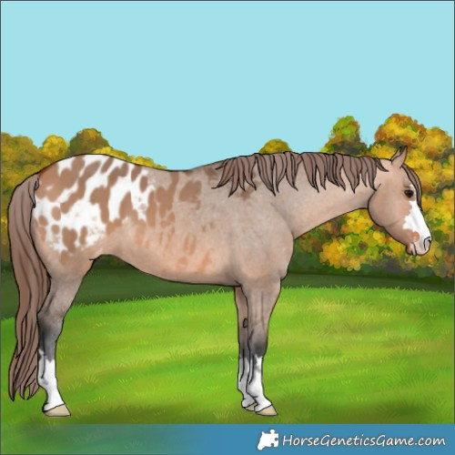 Horse Color:Bay Dun Appaloosa 