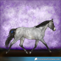 Horse Color:Buckskin Roan Sabino Frame 
