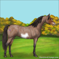 Horse Color:Buckskin Roan Sabino Frame 