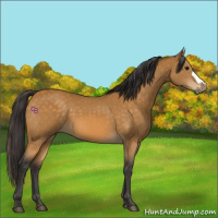 Horse Color:Buckskin 