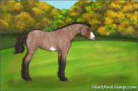 Horse Color:Buckskin Roan Sabino Frame 