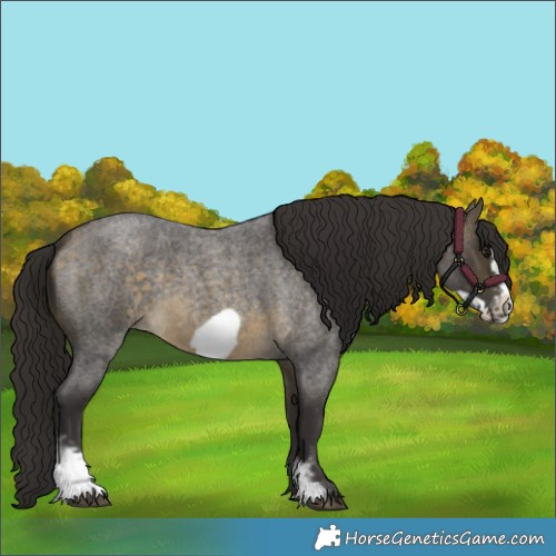 Horse Color:Buckskin Roan Sabino Frame 