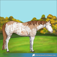 Horse Color:Red Dun Splash  and Red Dun Splash 