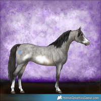 Horse Color:Buckskin Roan Sabino Frame 