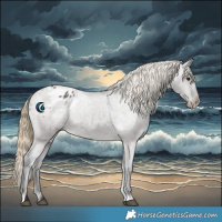 Horse Color:Smoky Grullo Appaloosa 