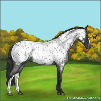 Horse Color:Blue Roan Near Leopard 