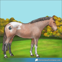 Horse Color:Bay Tobiano Appaloosa 
