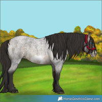 Horse Color:Buckskin Roan Sabino Frame