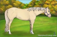 Horse Color:Gold Cream Champagne Dun 