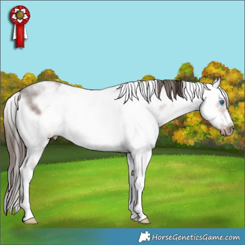 Horse Color:White Spotted Liver Chestnut Sabino Splash Frame 