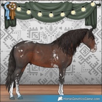 Horse Color:White Spotted Liver Chestnut Sabino 