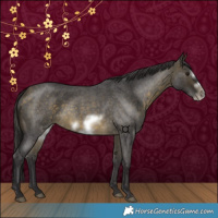 Horse Color:Buckskin Roan Sabino Frame