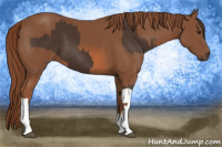 Horse Color:Liver Chestnut  and Chestnut 