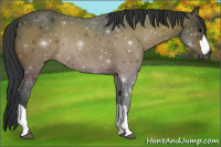Horse Color:Brown Rabicano 