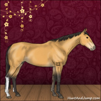 Horse Color:Buckskin 
