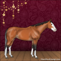 Horse Color:Bay Splash 