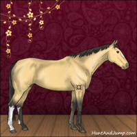 Horse Color:Buckskin 