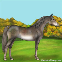 Horse Color:Liver Chestnut Mushroom 