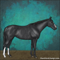 Horse Color:Black Rabicano 