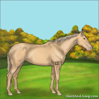 Horse Color:Gold Champagne