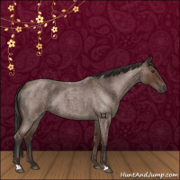 Horse Color:Bay Roan 