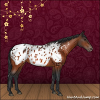 Horse Color:Brown Appaloosa