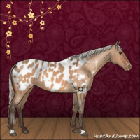 Horse Color:Silver Brown Dun Near Leopard 