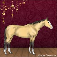 Horse Color:Buckskin Splash 