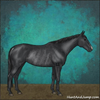 Horse Color:Black Rabicano 