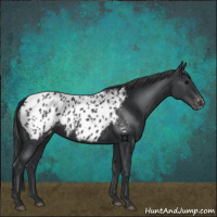 Horse Color:Black Appaloosa 