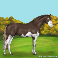 Horse Color:Liver Chestnut  and Liver Chestnut Splash 