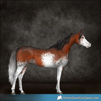 Horse Color:White Spotted Bay Sabino Rabicano 