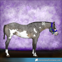 Horse Color:Buckskin Roan Sabino Frame 