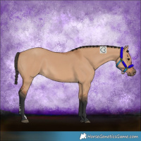 Horse Color:Bay Dun