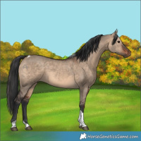 Horse Color:Brown Dun Tobiano 