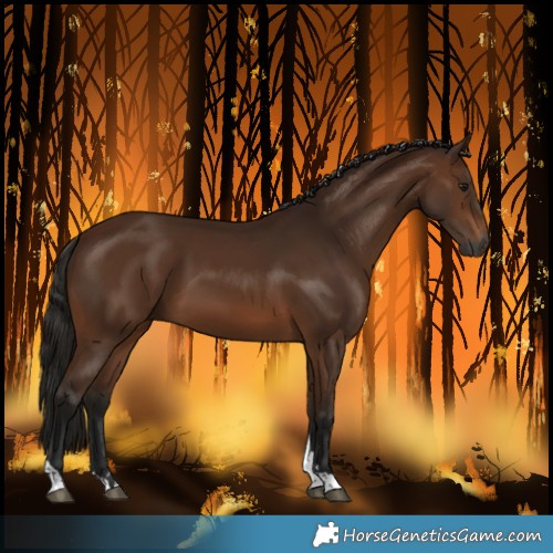 Horse Color:Gray Bay Tobiano 