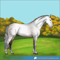 Horse Color:Gray Bay Tobiano 