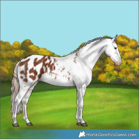 Horse Color:Chestnut Appaloosa 
