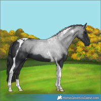 Horse Color:Black Tobiano 