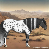 Horse Color:White Spotted Blue Roan Appaloosa 