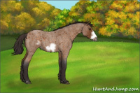 Horse Color:Buckskin Roan Sabino Frame