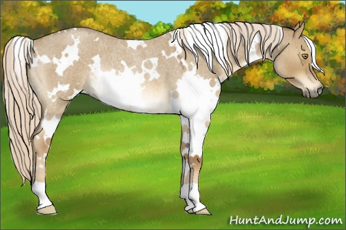 Horse Color:White Spotted Chocolate Palomino Roan Dun Rabicano 
