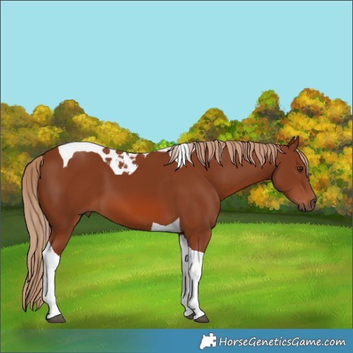 Horse Color:Chestnut Tobiano 