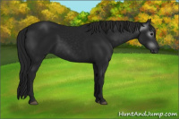 Horse Color:Gray Black 