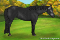 Horse Color:Gray Black 